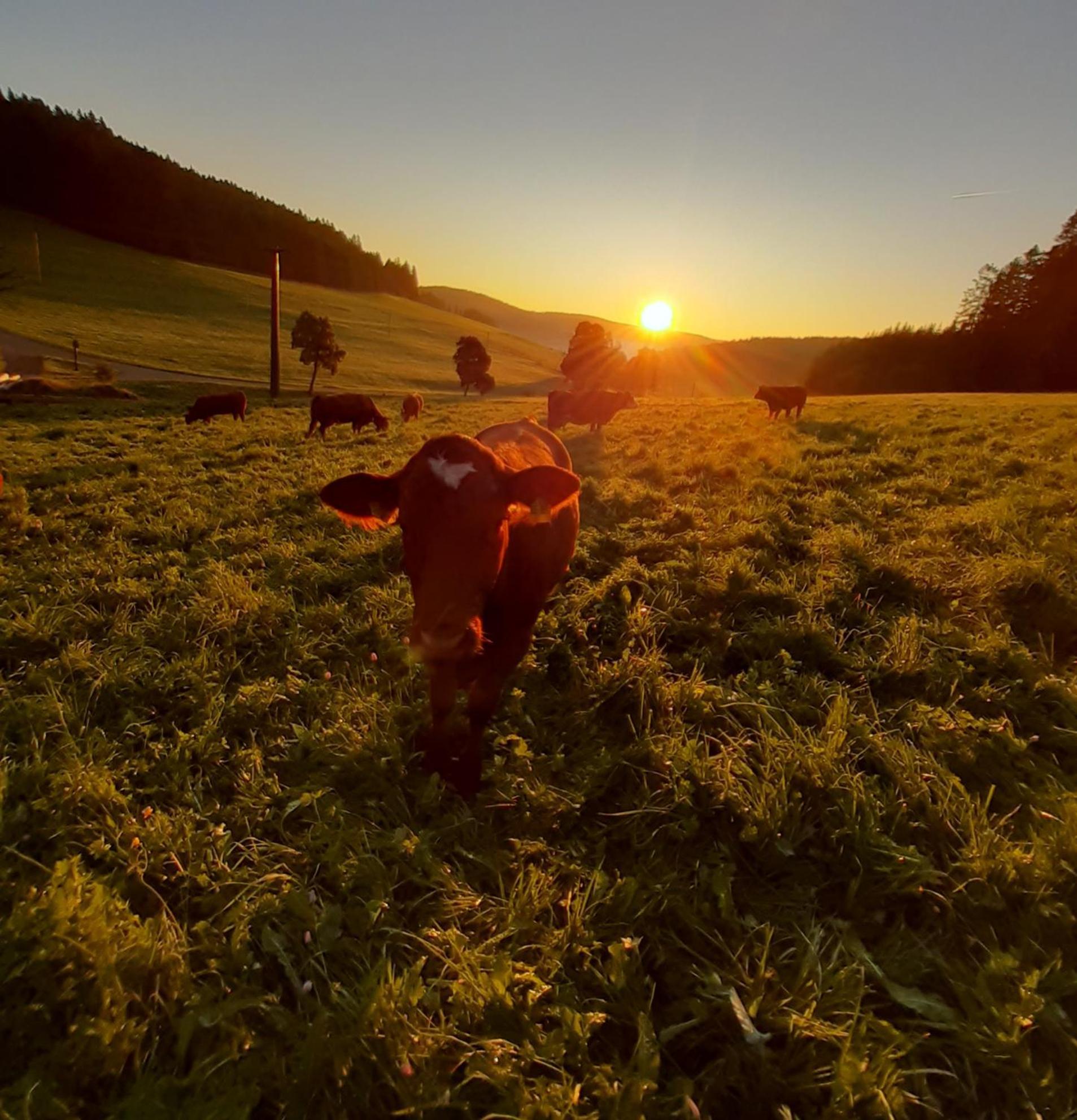 Apartmán Oberengenbachhof Eisenbach  Exteriér fotografie