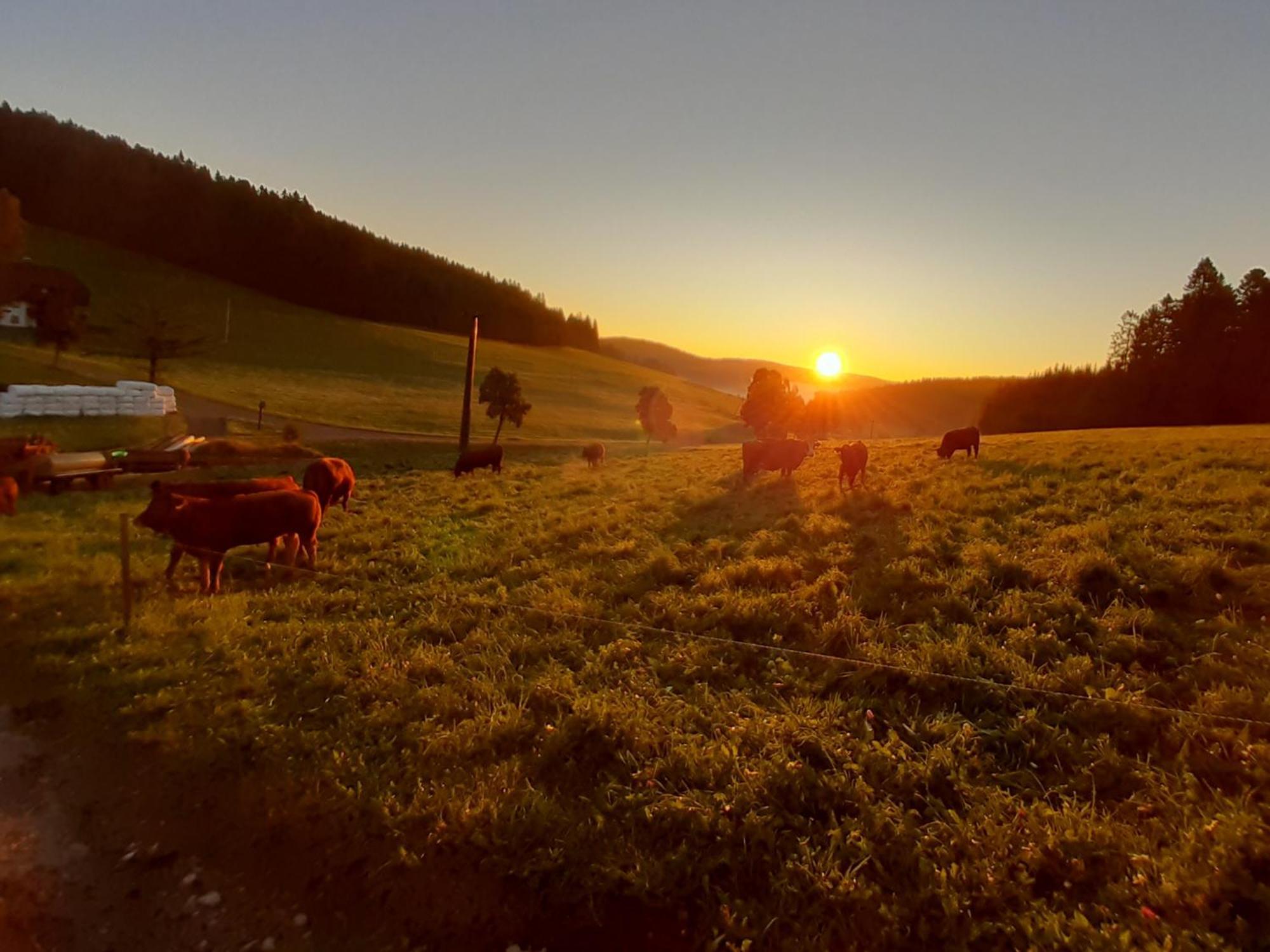 Apartmán Oberengenbachhof Eisenbach  Exteriér fotografie