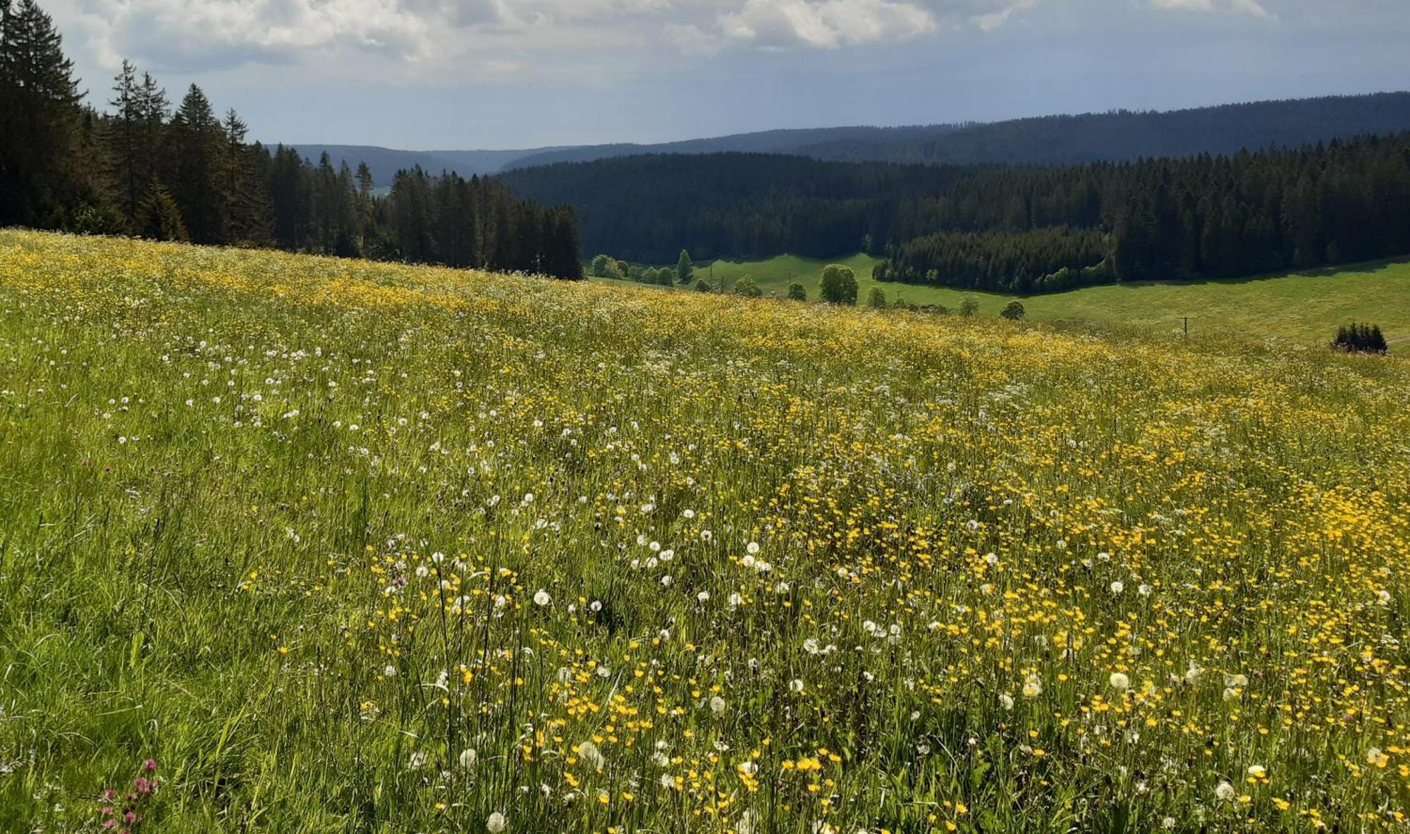 Apartmán Oberengenbachhof Eisenbach  Exteriér fotografie